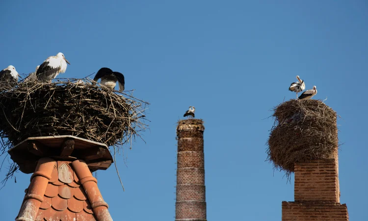 Veilig verwijderen van vogelnesten uit de schoorsteen, inclusief preventie